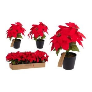 Poinsettia Flower In Pot 30Cm XLarge